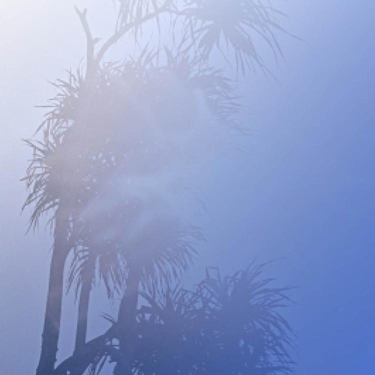 Tall palm trees silhouetted against a foggy blue sky