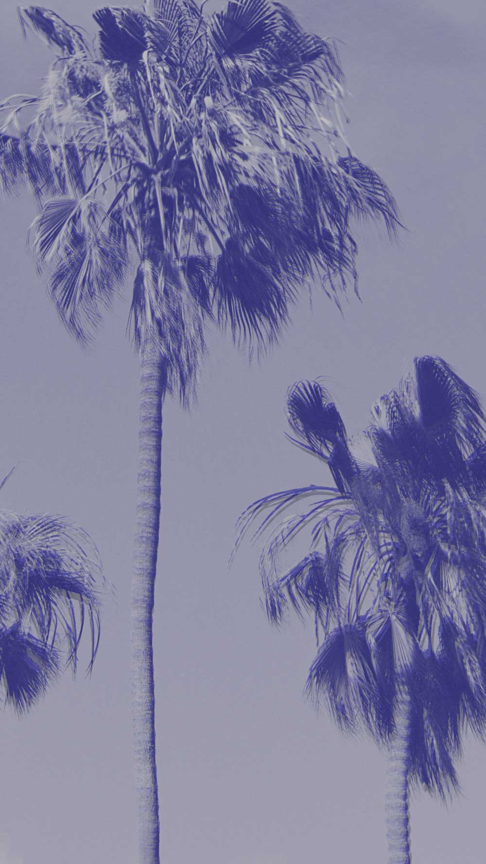 A stylized, desaturated photograph of palm trees against a pale sky, rendered in blue-violet and lavender tones.